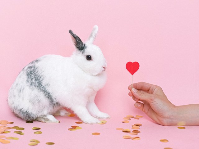 うさぎは飼い主が大好き